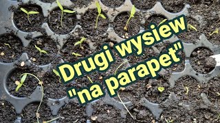 Drugi wysiew quotna parapetquot [upl. by Eilujna]