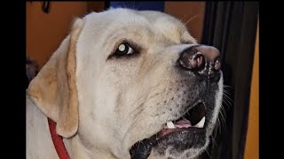 Enaku ealruma ora pillai🦮🦮🦮 dhanrocky romba wry panran😱😒labradorlovers doglover [upl. by Izak703]