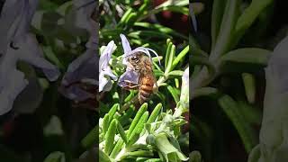 Bees on Rosemarys flowers honeybee bee nature plants shortvideo [upl. by Ynoffit]