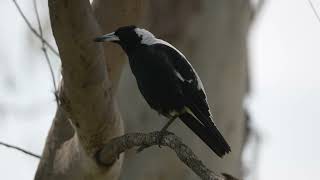 Magpie Warbles On One Leg And Friend Shows Up [upl. by Irim297]