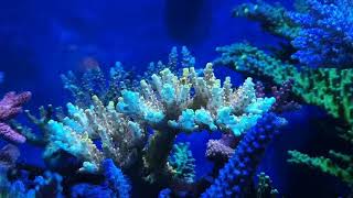 Pink Floyd acropora update 20200413 [upl. by Wil]