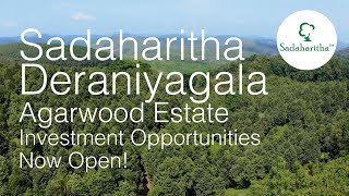 Sadaharitha  Deraniyagala  Agarwood Estate [upl. by Laehplar]