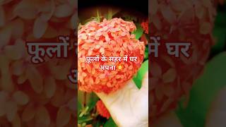 Taroka Chamakta Chehra🏵️ beautygardeningtrendingshort [upl. by Nylloh]