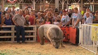 Big Animals  Iowa State Fair 2015 [upl. by Niwre]