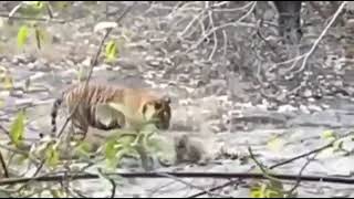 Fight Between a Tiger and a Leopard at Ranthambore National Park Rajasthan [upl. by Niveg]