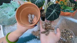 How To Repot An Alocasia [upl. by Rector]