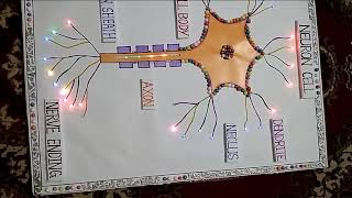 Neuron Cell Working Model [upl. by Patnode]