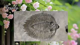 Fossils  Paleontology  Application for Paleontology KURIAN Geology Geography [upl. by Eirojram736]