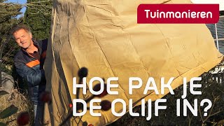 Hoe bescherm je de olijf tegen vorst  Tuinieren  Tuinmanieren [upl. by Ahsaei]