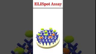 ELISpot Assay animation immunology [upl. by Sunshine]