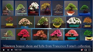 Nineteen Bonsai shoin and kifu from Francesco Fornos collection [upl. by Iturk562]