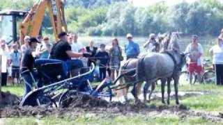 Wyścigi zaprzęgów konnych Grudziądz [upl. by Eartha]