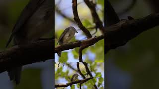 The Blackcaps song blackcap birds singing wonderful nature [upl. by Ahseal]