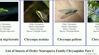 List of Insects of Order Neuroptera Family Chrysopidae Part 1 chrysopa ankylopteryx chrysoperla [upl. by Elenaj]