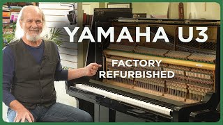 Restored Yamaha U3 Upright Piano Good As New [upl. by Gellman571]