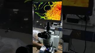 QUASMOUpright Fluorescence Microscope PZQ106D with 11quot LCD Retina Display  NonCoaxial  shorts [upl. by Nakeber766]