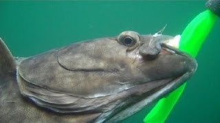 Halibut Fishing With Leadhead Jigs [upl. by Barrington]