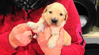 Goldendoodle Welpen mit 2 Wochen uschikasbauerwelpenvermittlunghundeat [upl. by Irat439]