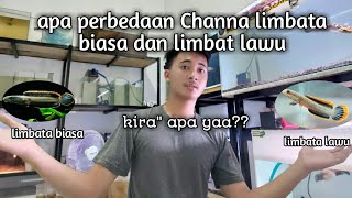 apa perbedaan Channa limbata biasa dan limbat lawu [upl. by Airetal174]