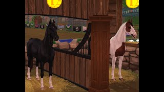 come buy the American Saddlebred horse with me [upl. by Aleacem]