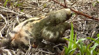 Brownthroated threetoed sloth from Ecuador Bradypus variegatus [upl. by Alisa]