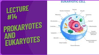 Prokaryotes  Eukaryotes  eukaryotic and prokayotic cell [upl. by Yentroc]