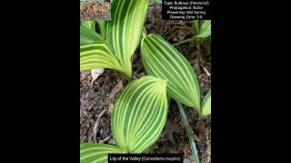 Bulbous Plants Series Haemanthus Convallaria Ornithogalum and Freesia Species [upl. by Ayaj]