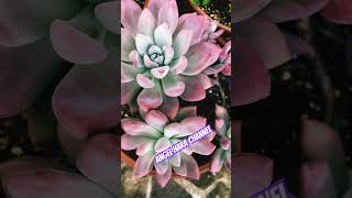 Opalina plants succulentangelharachannel succulentcollection plantita succulentjapangroup [upl. by Glennis274]