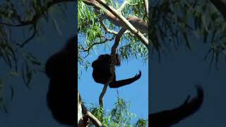 Gibbon Monkey Calling Sounds Northern WhiteCheeked Gibbon Sound Nomascus Leucogenys Sounds [upl. by Ennovi]