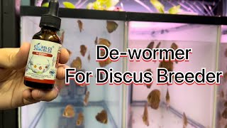 DeWormer for Discus Breeder and other freshwater and saltwater fish [upl. by Marlo890]