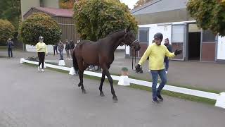 Phase 3 of Hanoverian preselection of stallions for licensing presentation on hard ground [upl. by Alpheus]