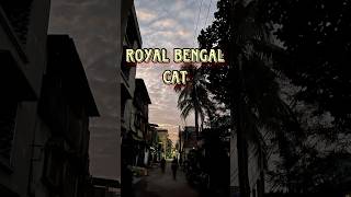 Royal Bengal tiger দেখলাম আমরা😮234 bengaliminivlog minivlog tiger [upl. by Agan]