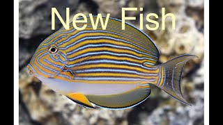 New Fish Added To My Reef Tank  Clown Tang  Flame Hawkfish Saltwater Coral Aquarium [upl. by Seuqram]