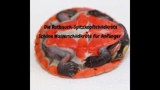 Anfänger Wasserschildkröten Emydura subglobosa die Rotbauch Spitzkopfschildkröte Blog 31 [upl. by Aihtebat]