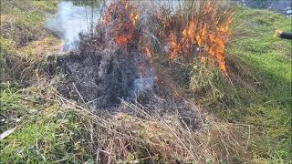 Torching two tussocks with a DIY fire torch [upl. by Leanahtan]