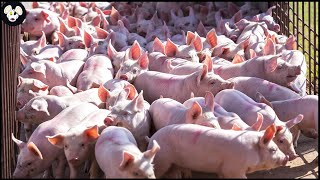 How American Farmers Raise Millions of Pigs  Modern Pig Farms [upl. by Victorine]