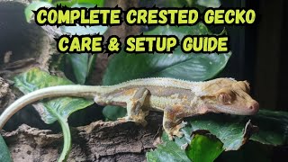 Complete Crested Gecko Care amp Setup Guide [upl. by Inanaup]