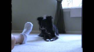 Fun Games for Dogs Taking off Socks 1 2 [upl. by Eelnodnarb813]