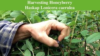 Harvesting Honeyberry Haskap Lonicera caerulea [upl. by Elrebmik]