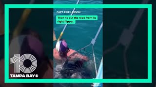 Florida fishing crew rescues leatherback turtle off Clearwater Beach [upl. by Britney]