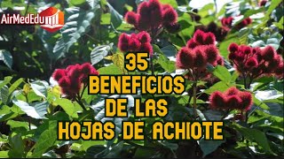 35 Beneficios de las hojas de Achiote [upl. by Ahtebat]