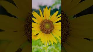 Amare chariyare bondhu koi roila re neturalviews sunflower amazing [upl. by Behn244]