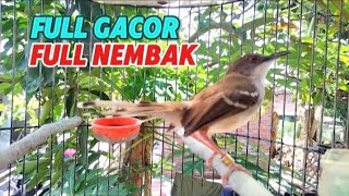 ciblek kristal gacor full nembak [upl. by Saba401]