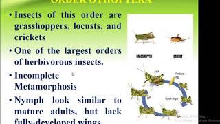 Classification Of Insect Order Orthoptera  Forest Education [upl. by Radu]