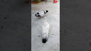 Video acchi Lage like subscribe kar do ❤️🕊️shorts shortvideos kabootar pets piegeon [upl. by Onnem]