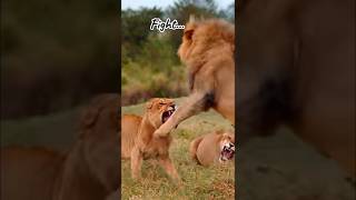 Lionesses vs Lion 🦁 Aggressive Behavior shorts [upl. by Coppola]