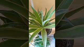 Foxtail agave plant garden nature viral trending shorts 😍😍 [upl. by Nylak]