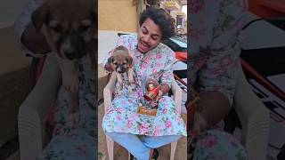 Dog celebrated Happy Diwali comedy funny experiment diwali diwalivibes diwalicomedy [upl. by Zandra]