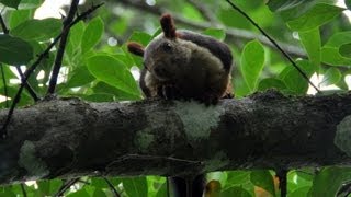 Real Life ROUS The 4 ft Malabar Flying Squirrel [upl. by Annaiek]