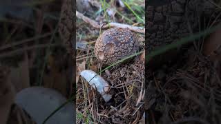 Amanita rubescens Comestible pero mucho ojo [upl. by Etom]